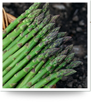 asparagus 